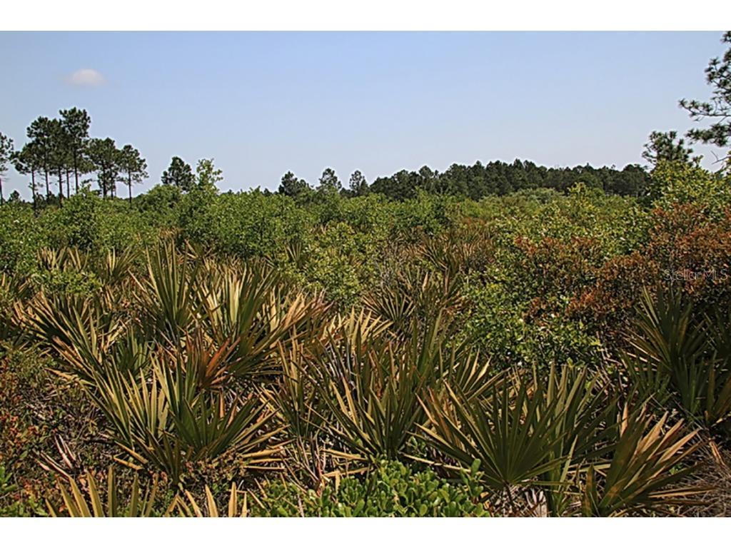 THE PINELANDS