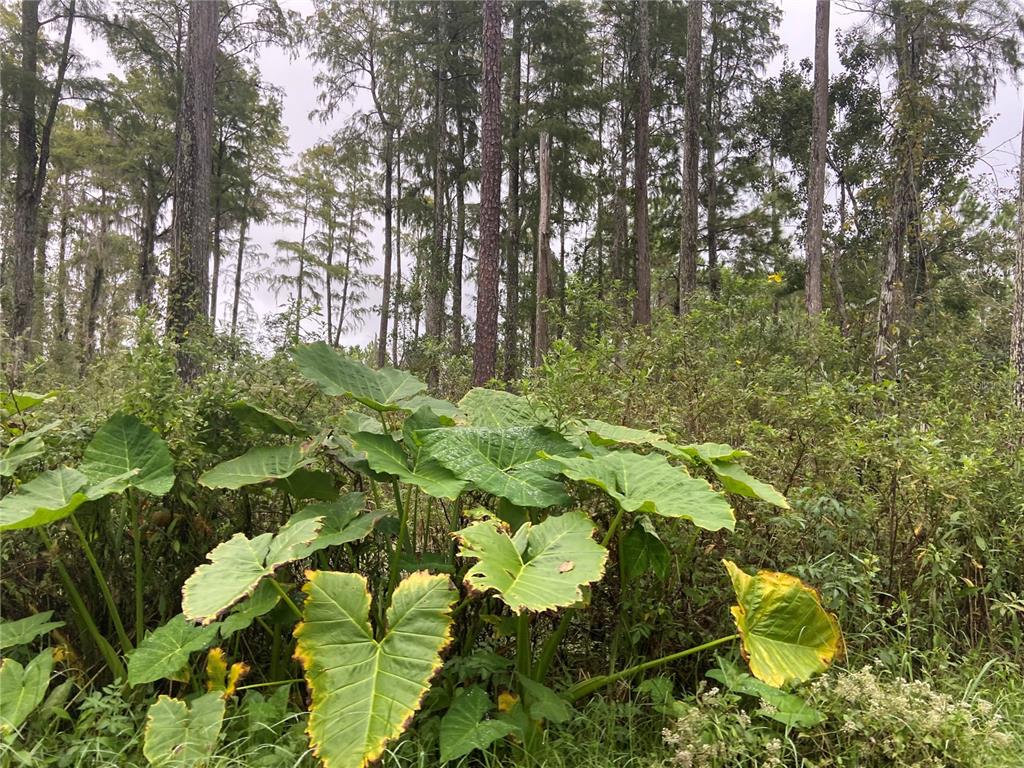 UNIVERSITY HIGHLANDS