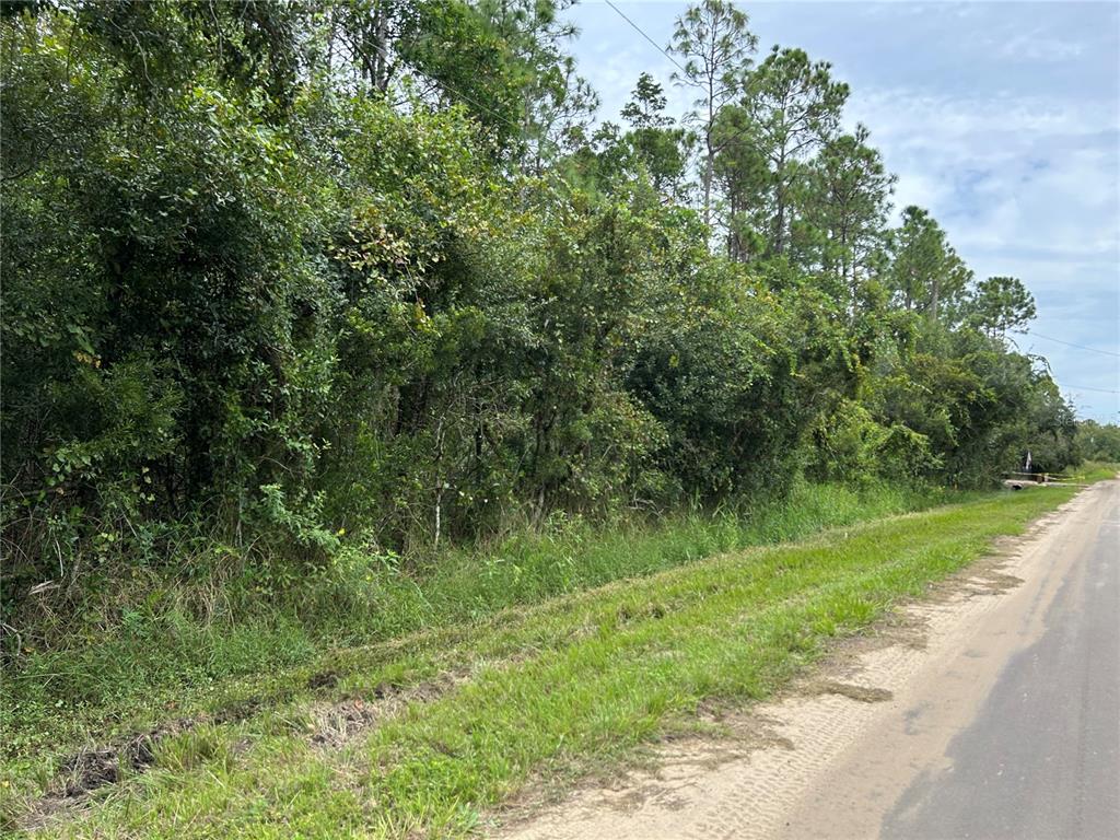 MONEYTREE RANCHETTES SUB