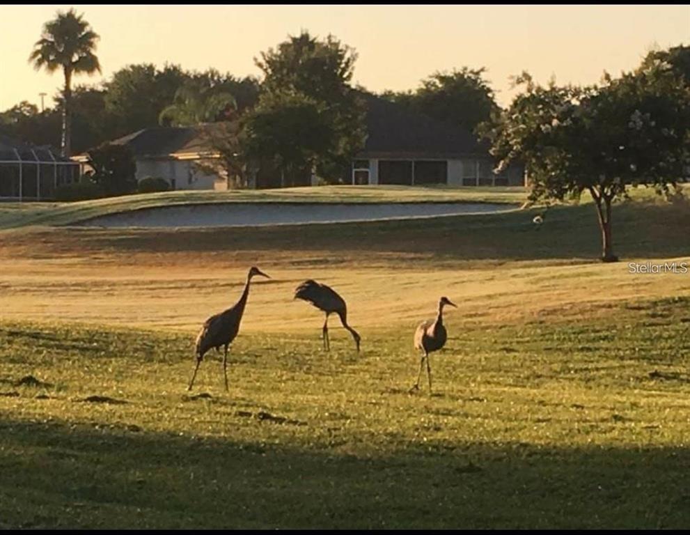 SPRUCE CREEK GC