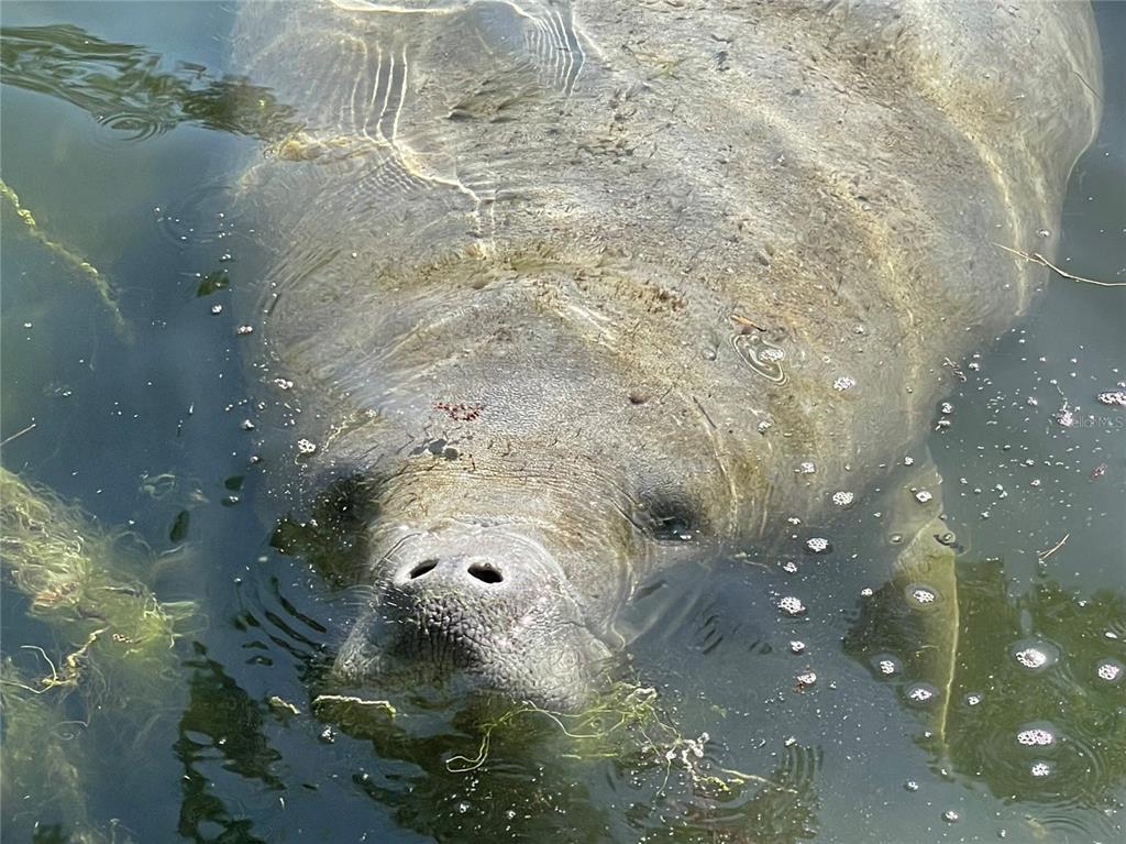 WEEKI WACHEE GARDENS ADD UN 2