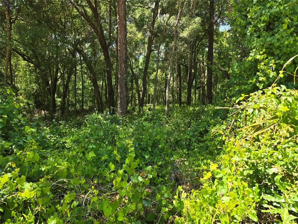 ROLLING WOODS