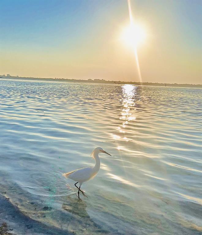 WATER CLUB 01 AT LONGBOAT KEY