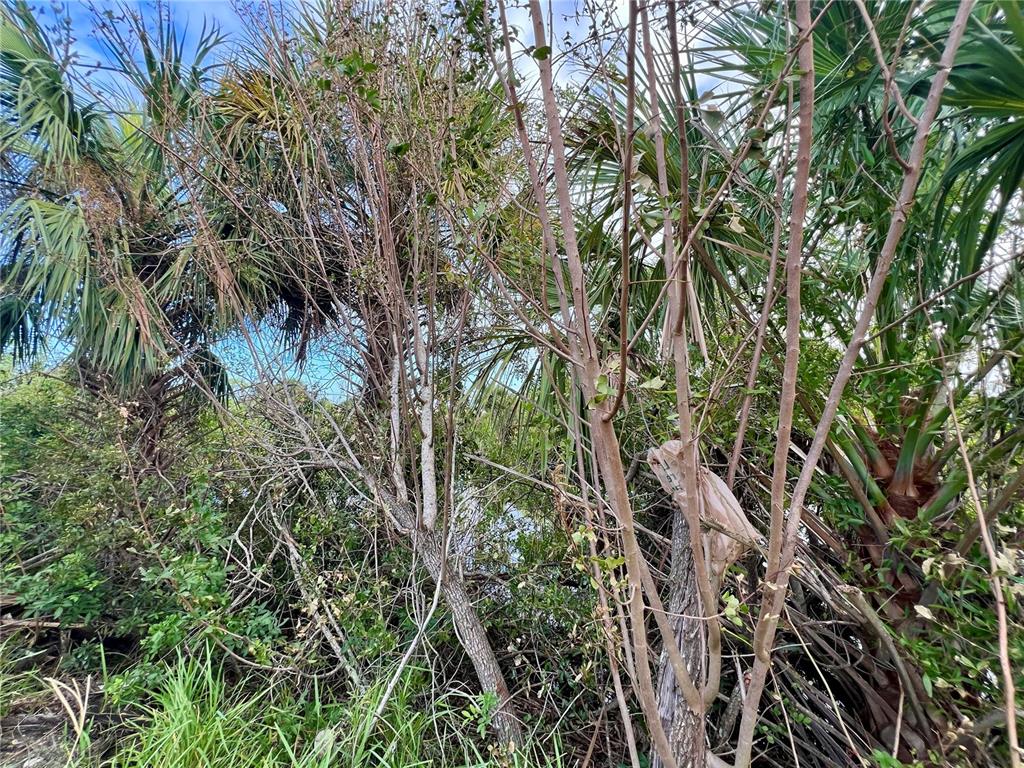 CAPE CORAL