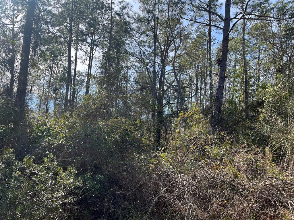 CYPRESS COVE