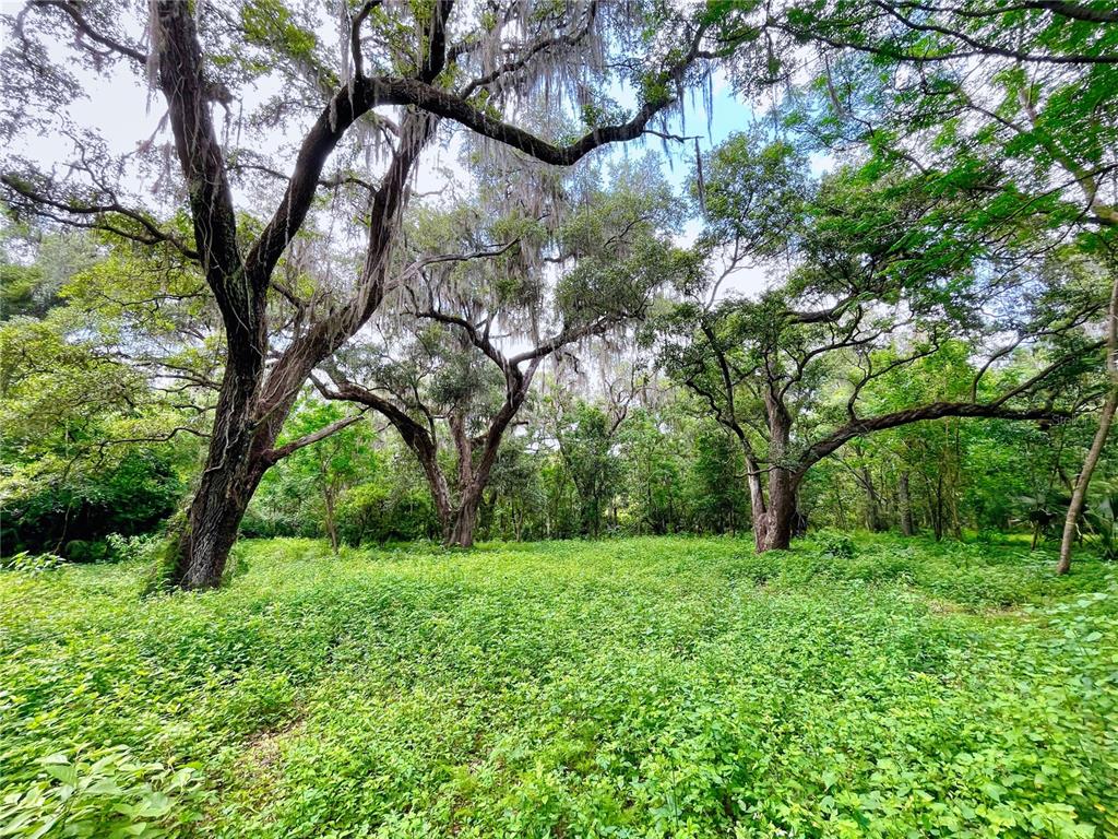 WILSONS/DELEON SPGS COMPANYS - фото