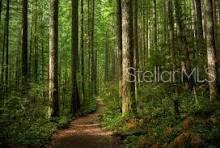 SILVER SPGS SHORES UN 31