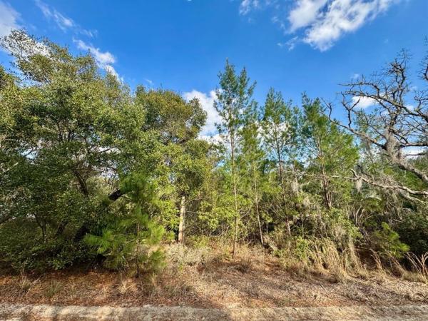 OCALA NATIONAL FOREST CAMPSITES