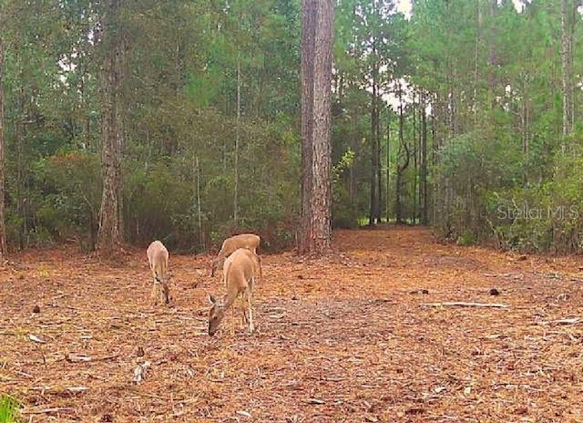 AUCILLA PLANTATION - фото