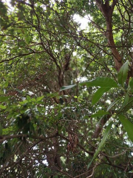 RAINBOW LAKES ESTATES