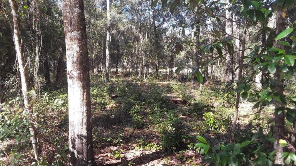 BIG SCRUB CAMPSITES