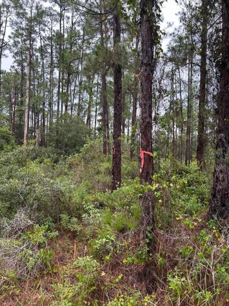 LEHIGH ACRES