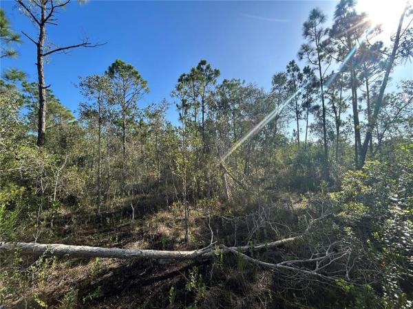 CHARLOTTE RANCHETTES