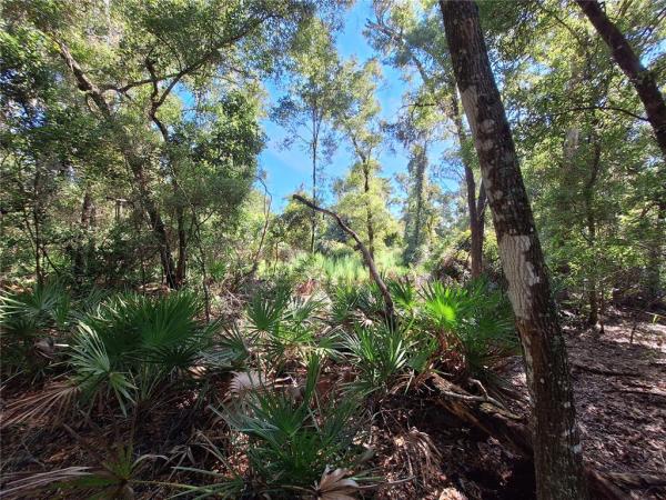 SPANISH TRACE ADDITION 1