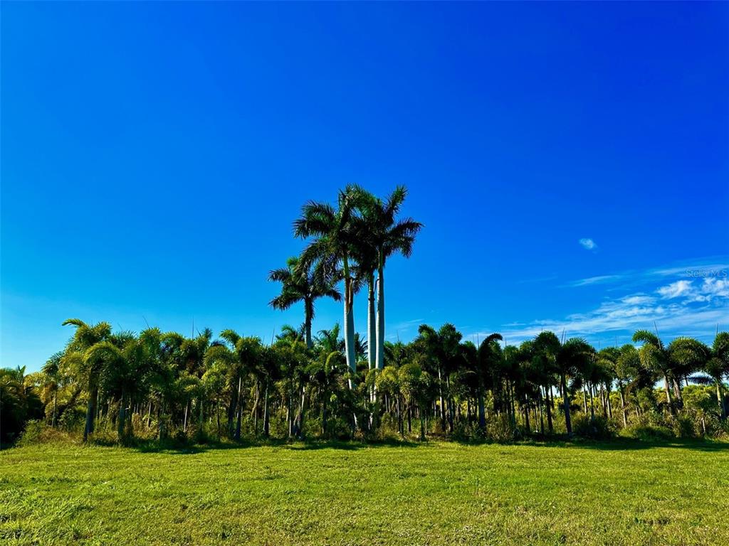 KREAMERS AVOCADO SUB - фото