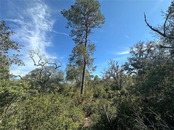 OCALA NATIONAL CAMPSITES UN 01