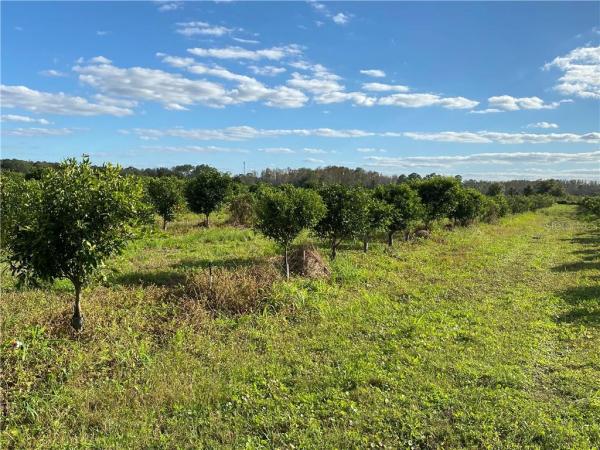 GROVELAND FARMS 18-23-25