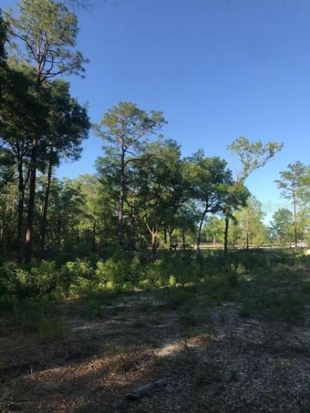 SAMARDAK'S CLOUD-9 RANCHETTES