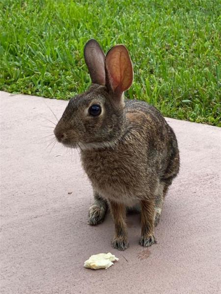 PORT CHARLOTTE SUB 12