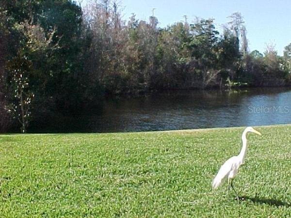 EAST LAKE WOODLANDS WOODLAKE RUN