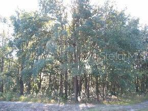 Santa Fe Forest(885)