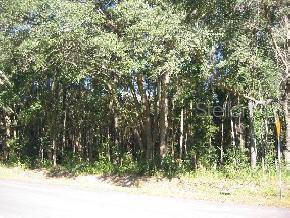 Santa Fe Forest(885)