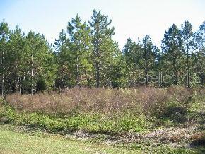 Santa Fe Forest(885)