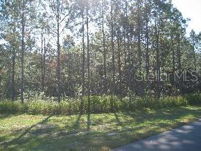 Santa Fe Forest(885)