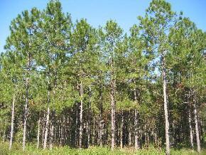 Santa Fe Forest(885)