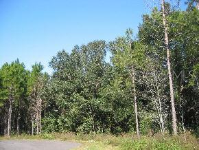 Santa Fe Forest(885)