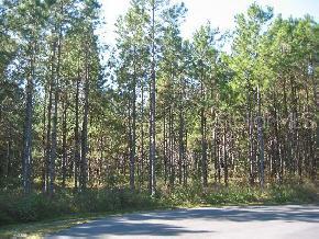 Santa Fe Forest(885)