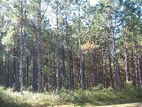 Santa Fe Forest(885)