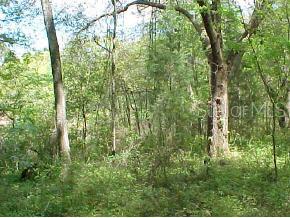 Not In Subdivision - фото