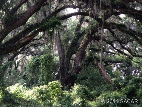 Kanapaha Prairie Farms Western