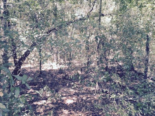 ORANGE BLOSSOM HILLS