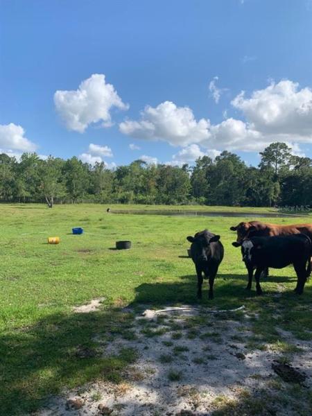 MULLET LAKE RETREAT 5 ACRE DEV