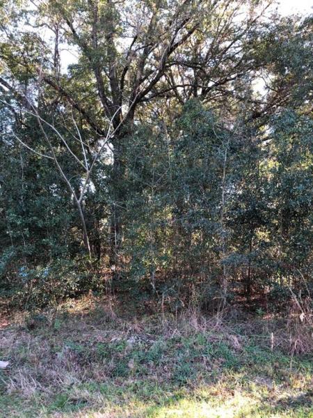 ORANGE BLOSSOM HILLS