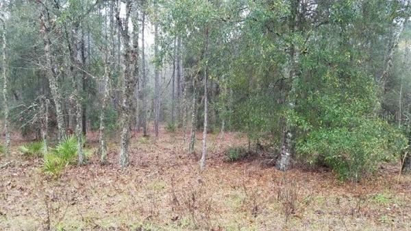 SAMARDAK'S CLOUD-9 RANCHETTES