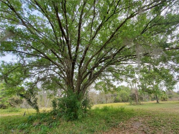 GOLDIE PARK MINOR SUB