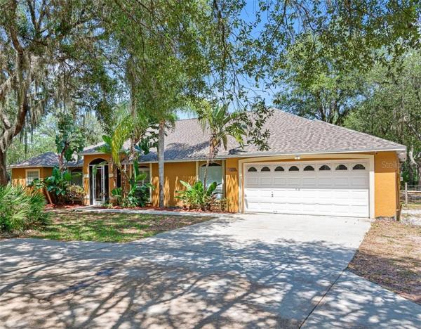 CHRYSOPSIS FLORIDANA SUBDIVISI