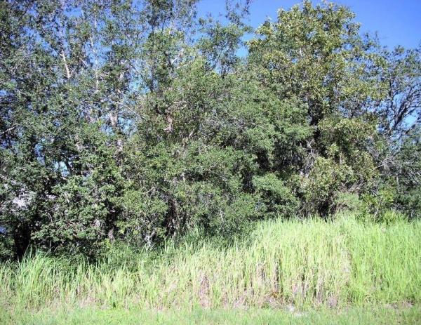 POINCIANA NBRHD 04 VILLAGE 07