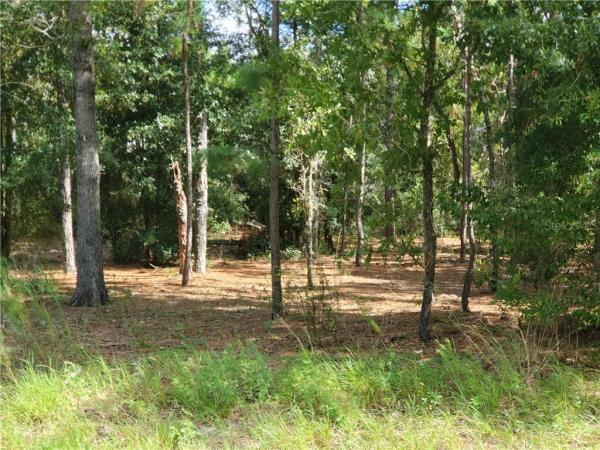 ORANGE BLOSSOM HILLS