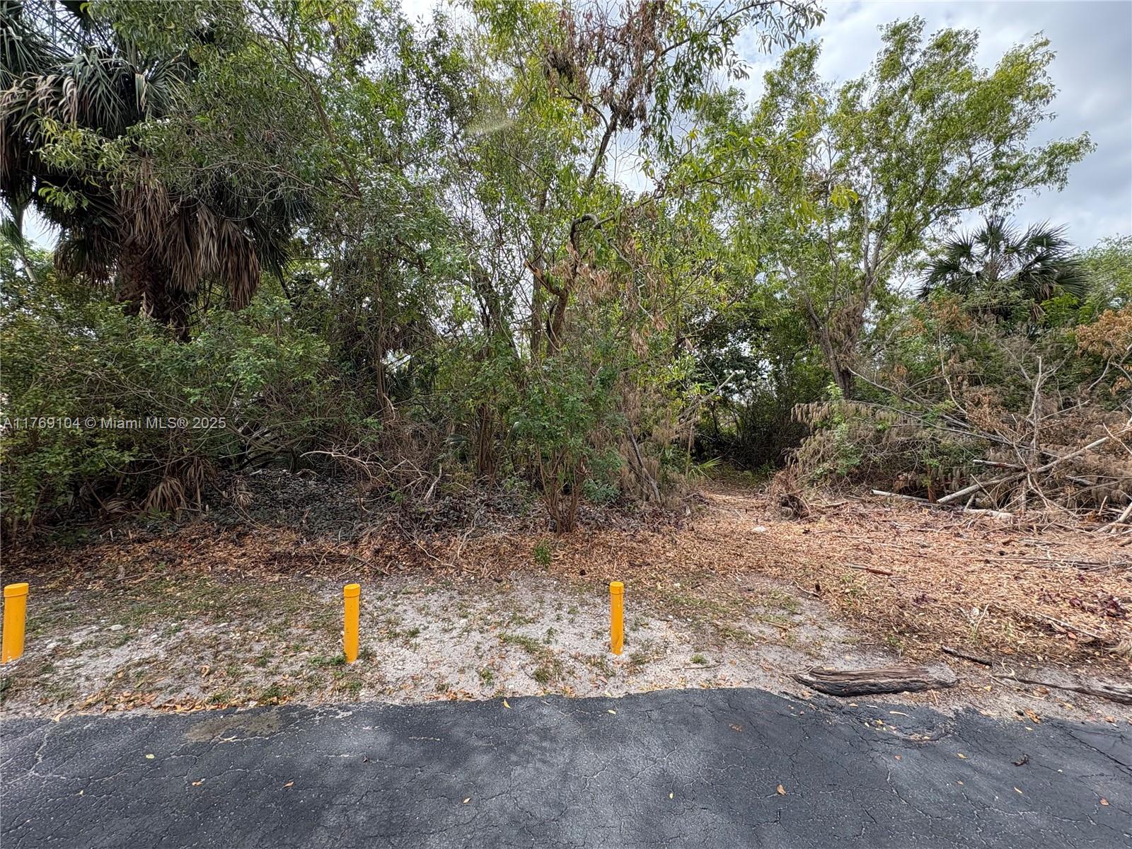 Forest Hills - фото