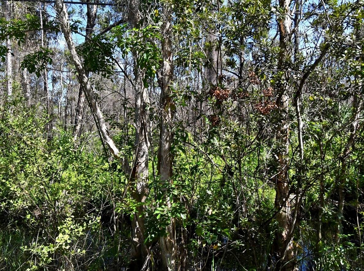 St Lucie Gardens - фото