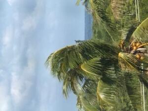 JUPITER BAY EAST CONDO